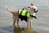 223-1100    DOG LIFE JKT YELLOW XXS UP TO 